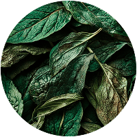 Экстракт босвеллии